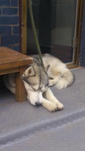 Husky taking a nap outside a shop